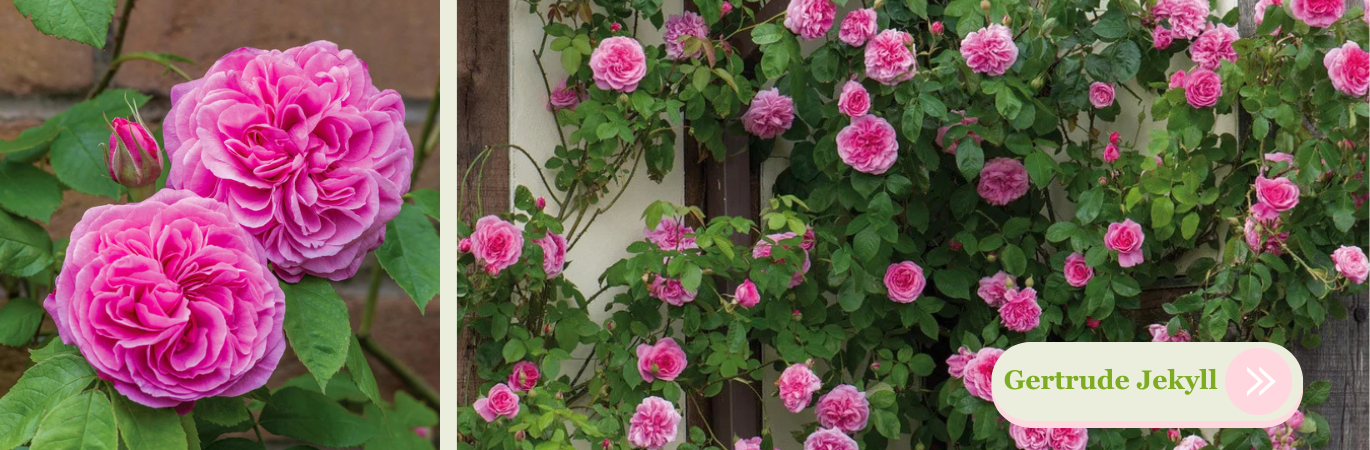 Růže Gertrude Jekyll