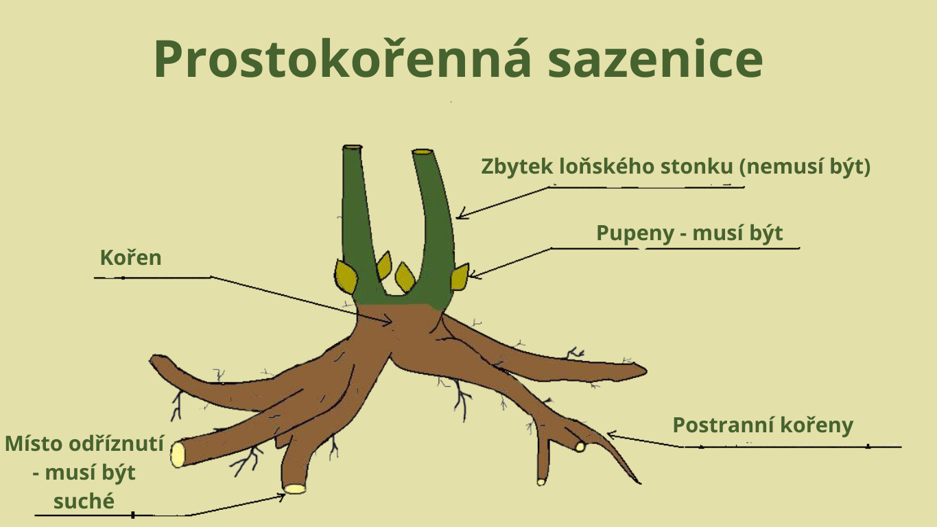 prostokořenné trvalky