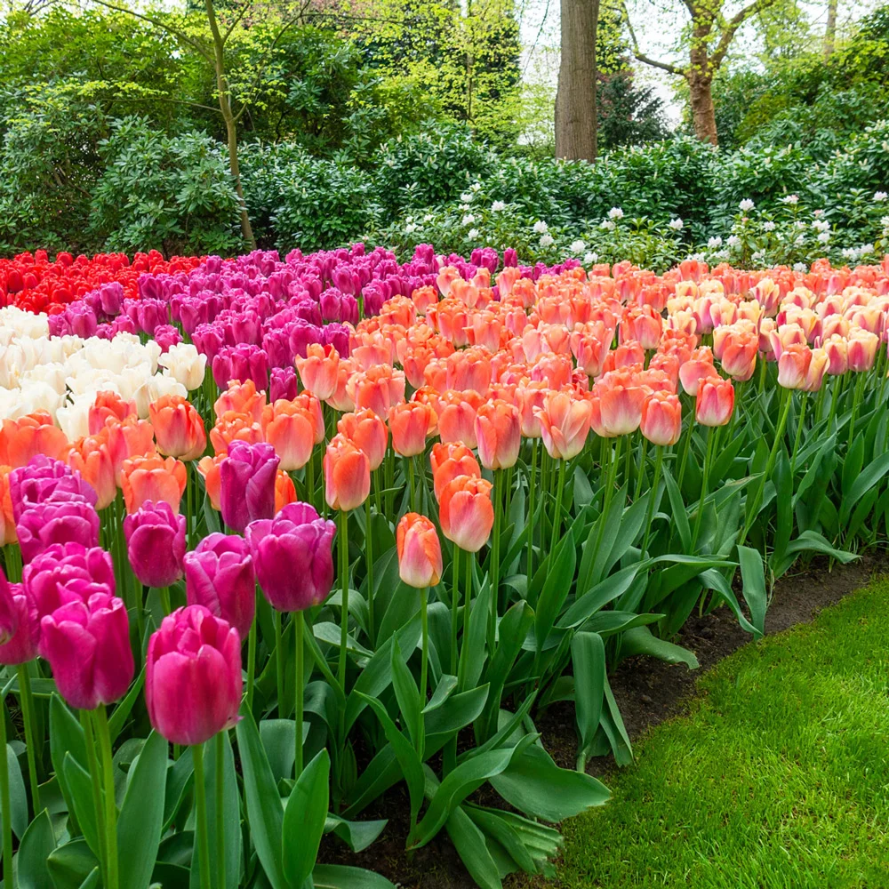 tulipány