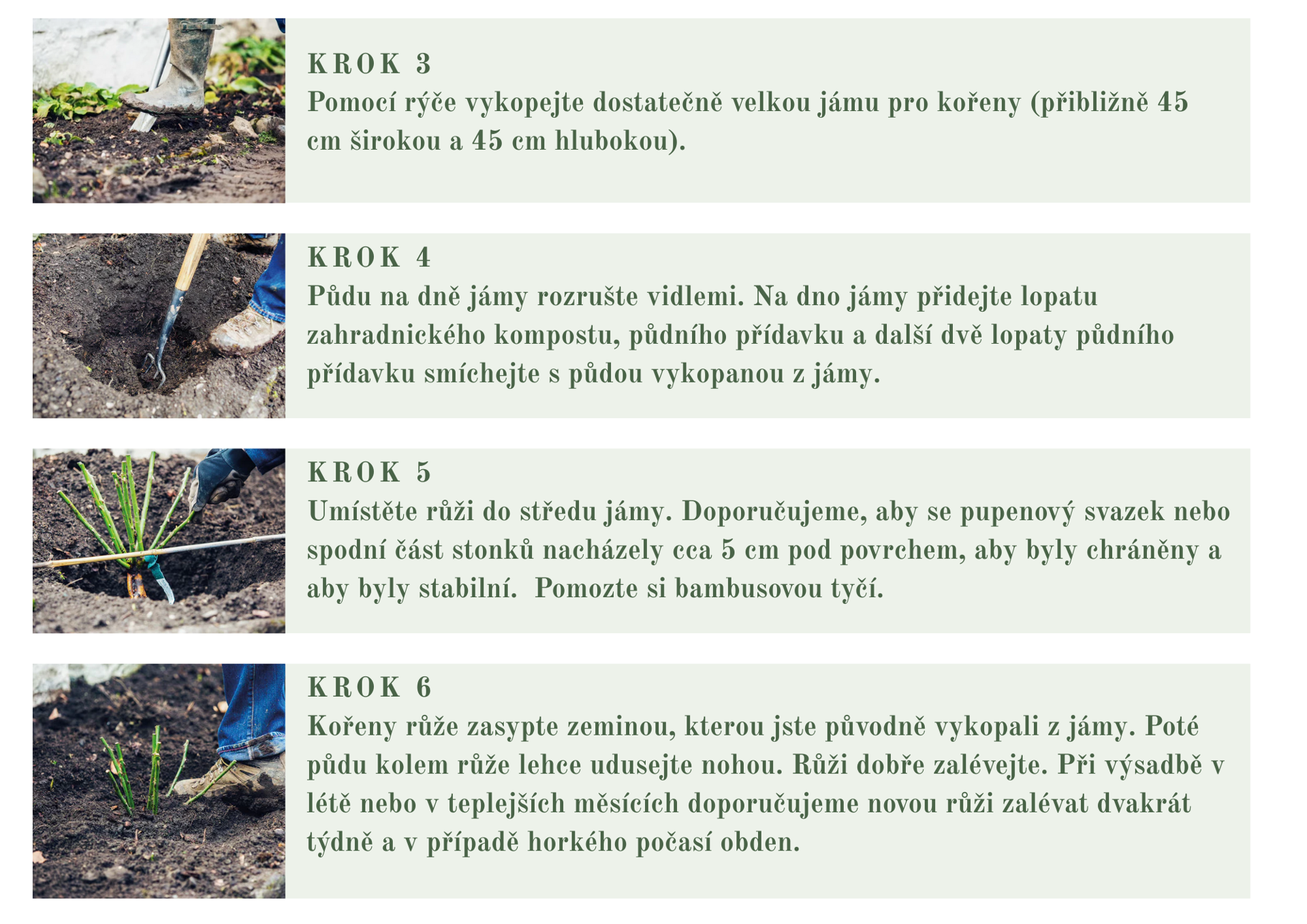 výsadba růži krok za krokem