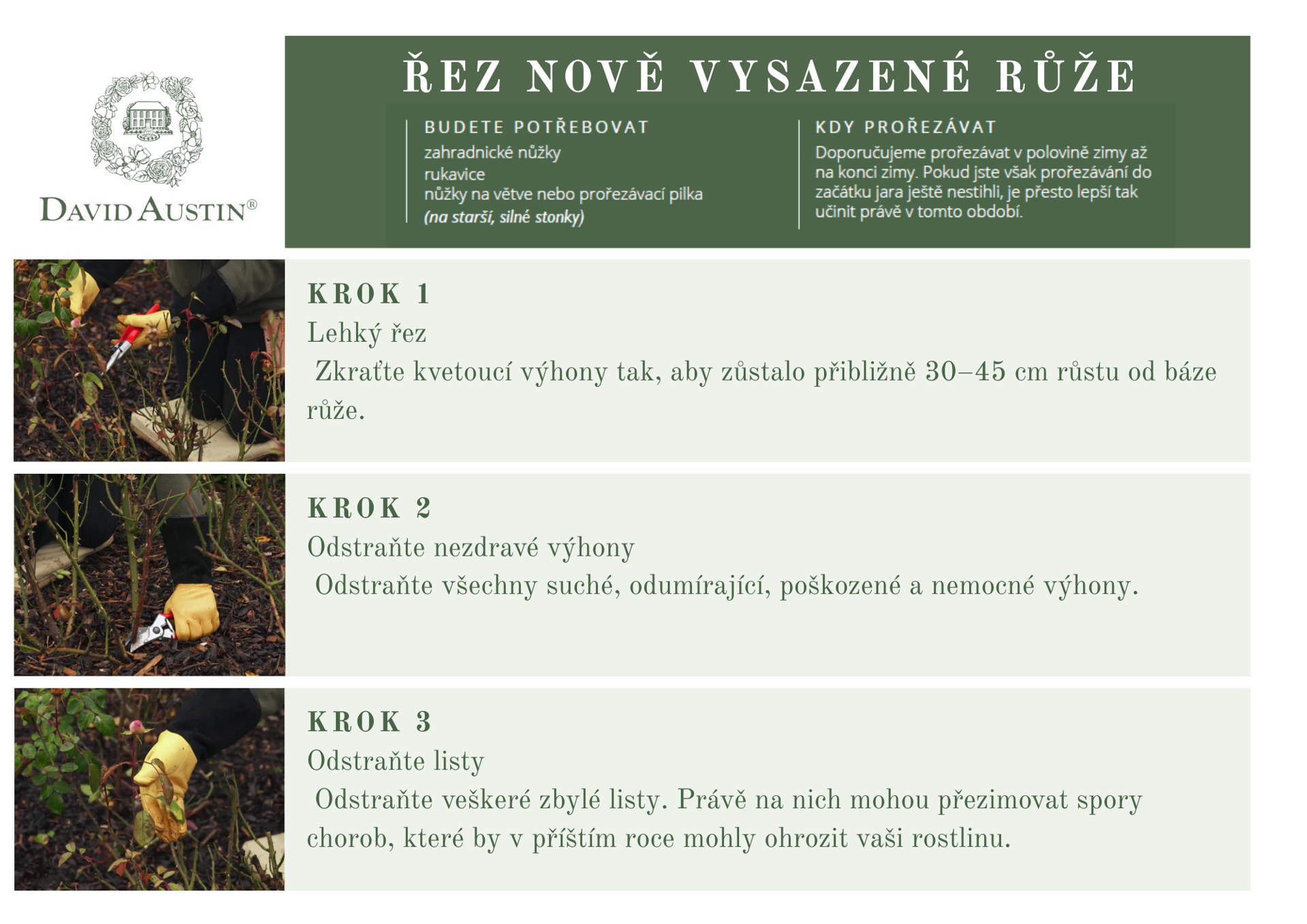 řez růže