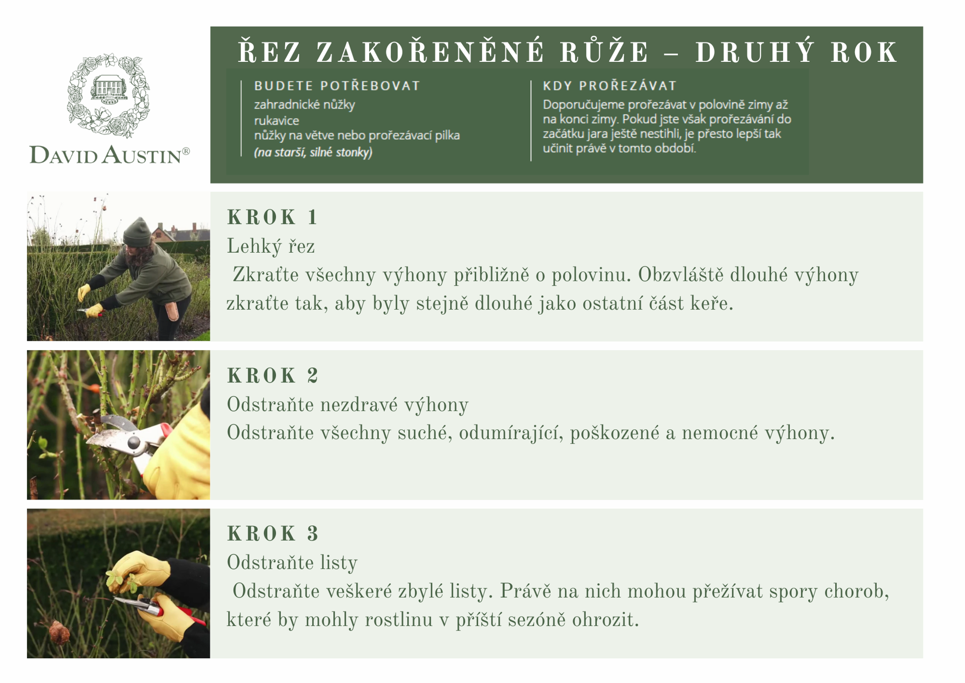 řez růží