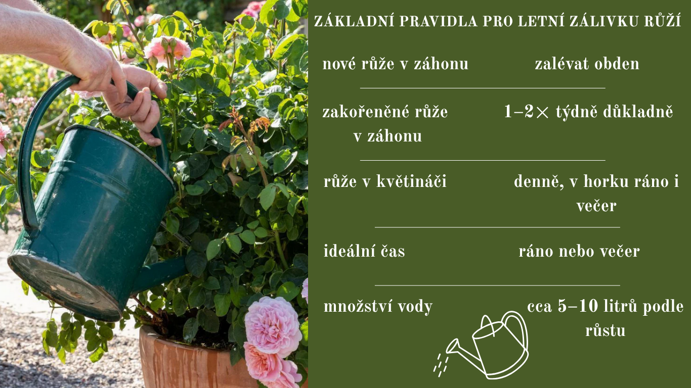 Zalévání růží