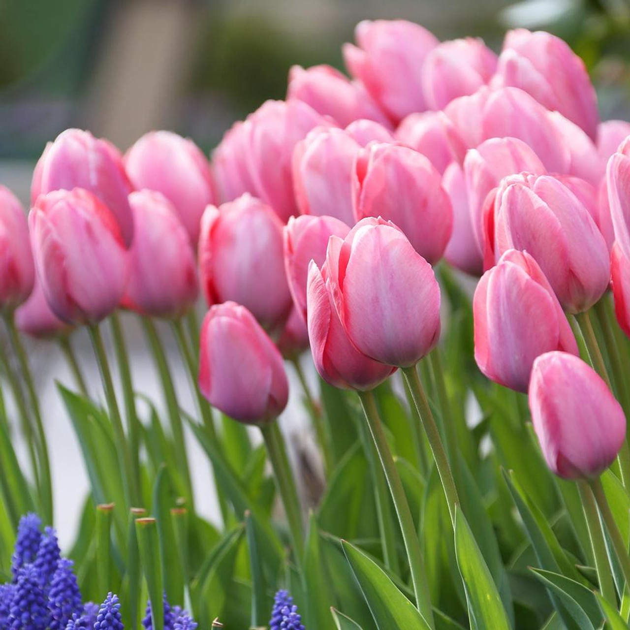 tulipány
