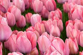 tulipány