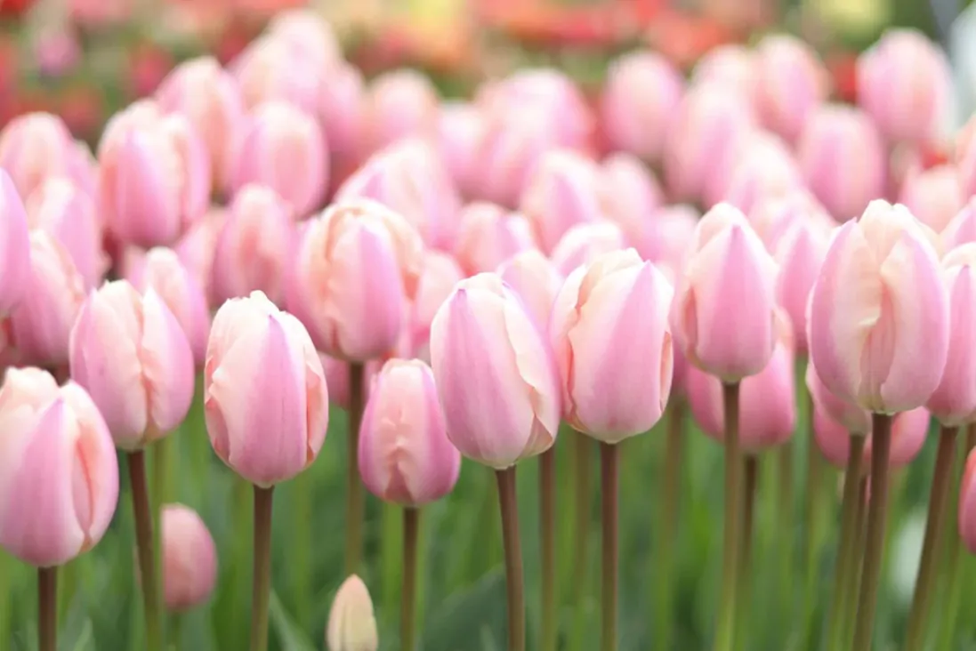 Darwinovy tulipány – odolné a romantické královny jarní zahrady