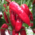 Bio paprika Marconi Rosso