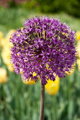 Česnek - Allium Aflatunense (hollandicum)