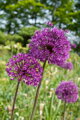 Česnek - Allium Aflatunense (hollandicum)