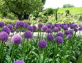 Česnek - Allium Ambassador