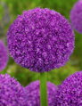 Česnek - Allium Ambassador
