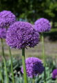 Česnek - Allium Gladiator