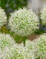 Česnek - Allium Mount everest
