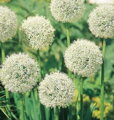Česnek - Allium Mount everest
