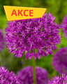 Okrasný česnek Purple Sensation