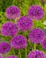 Česnek - Allium Purple Sensation