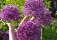 Česnek - Allium Purple Sensation