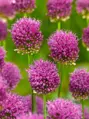 Česnek - Allium Kulatohlavý (Sphaerocephalon)