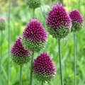 Česnek - Allium Kulatohlavý (Sphaerocephalon)