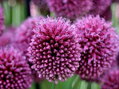 Česnek - Allium Kulatohlavý (Sphaerocephalon)