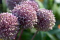 Česnek - Allium Summer drummer