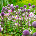 Česnek - Allium Summer drummer