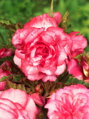 Begónie - Bouton de Rose