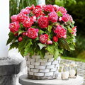 Begónie Camelia Pink