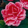 Begónie Camelia Pink