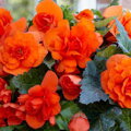 Begónie Double Orange