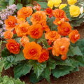 Begónie Double Orange