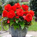 Begónie Double Red