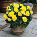 Begónie Double Yellow