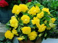 Begónie Double Yellow