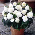 Begónie Double White