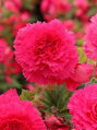 Begónie Fimbriata Pink