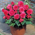 Begónie Fimbriata Pink