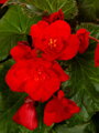 Begónie Pendula Red