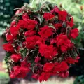 Begónie Pendula Red