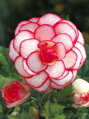 Begonie Picotee White
