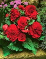 Begónie Fimbriata Red