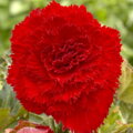 Begónie Fimbriata Red