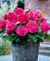 Begónie Double Pink