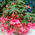 Begónie Pendula Pink