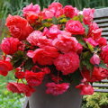 Begónie Pendula Pink