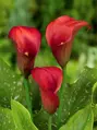 Kala Callafornia Red