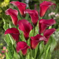Kala Callafornia Red