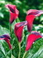 Kala Callafornia Red