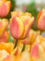 Tulipán Apricot Foxx