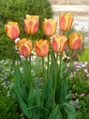 Tulipán Apricot Foxx